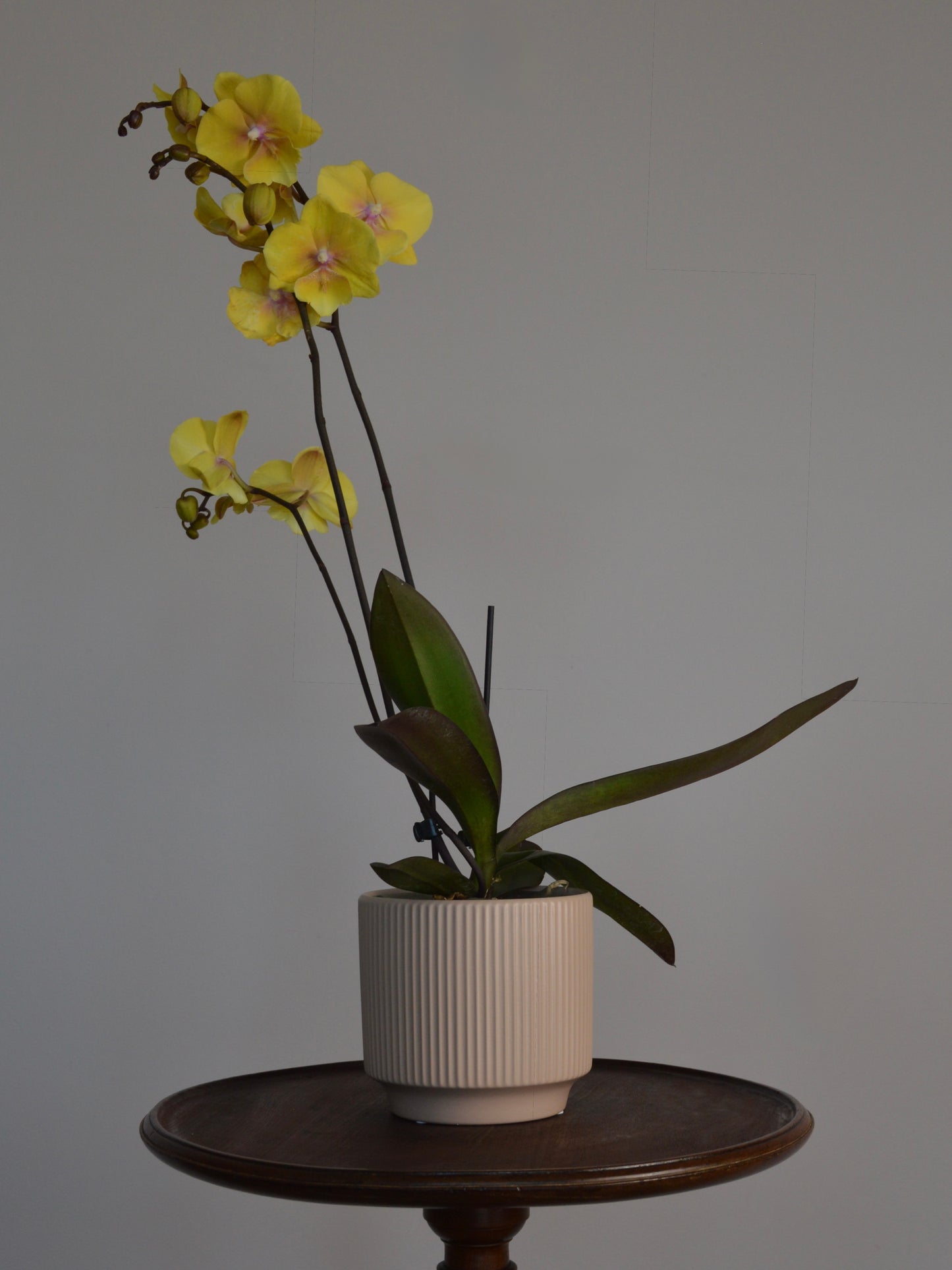 Yellow Phalaenopsis orchids in a white ribbed ceramic pot, displayed on a dark wooden side table against a neutral grey background.