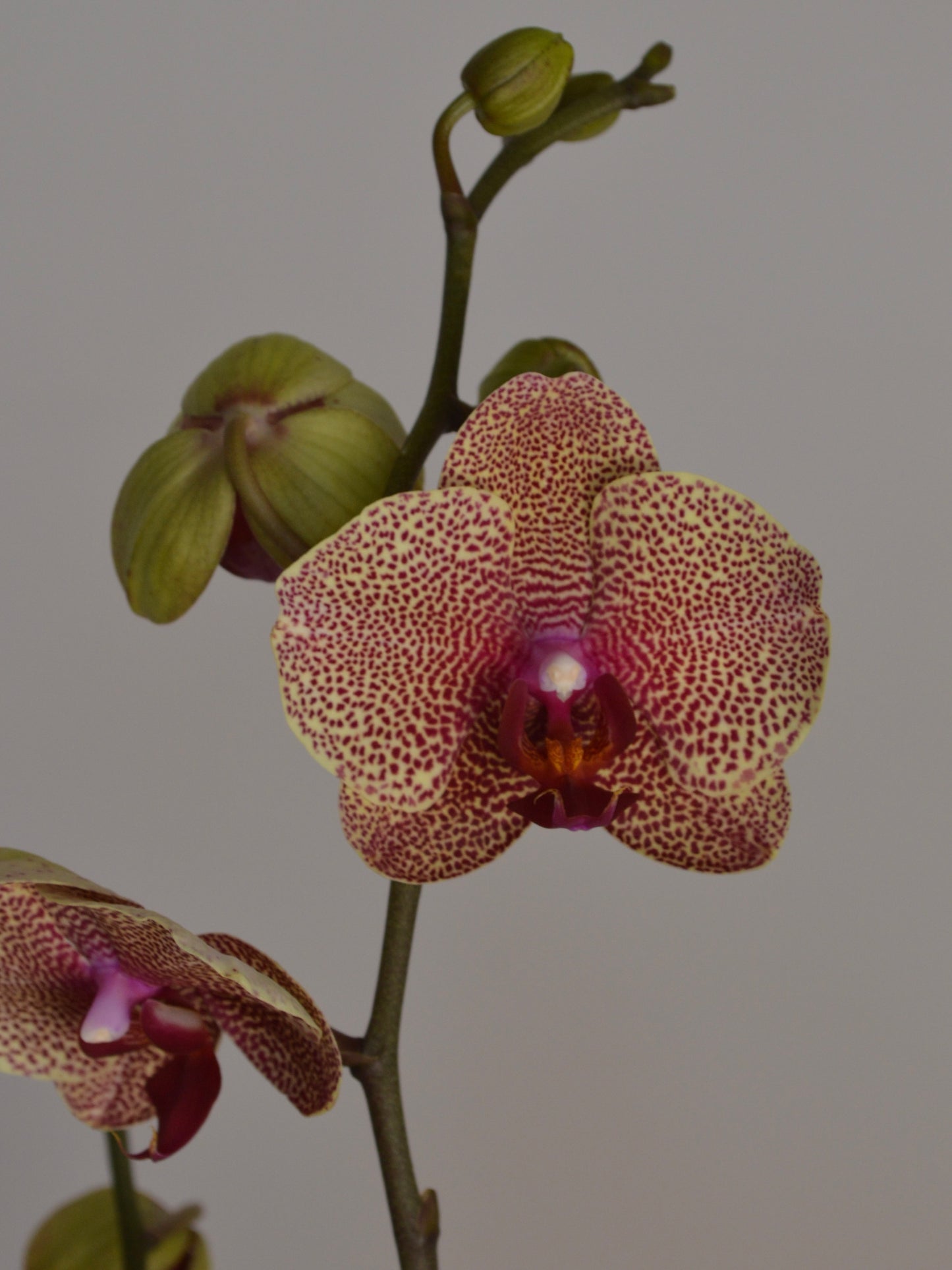 A close-up of a Phalaenopsis orchid stem with one fully bloomed flower and two buds against a plain grey background. The flower has speckled pinkish-purple petals with a yellow centre.