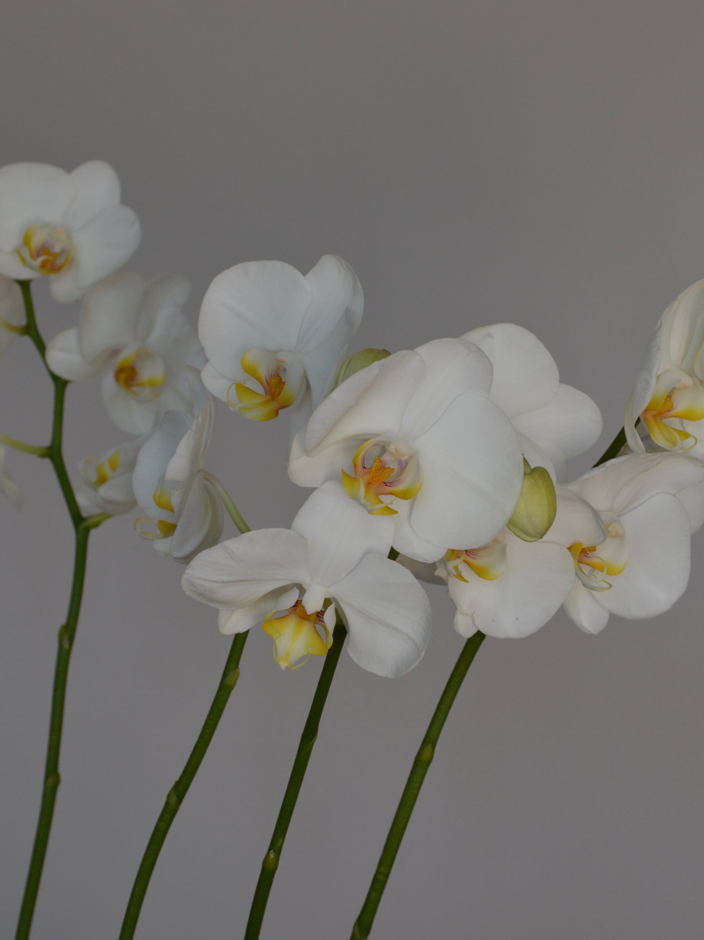 White Phalaenopsis orchid flowers with yellow centers on green stems, photographed against a plain gray background.
