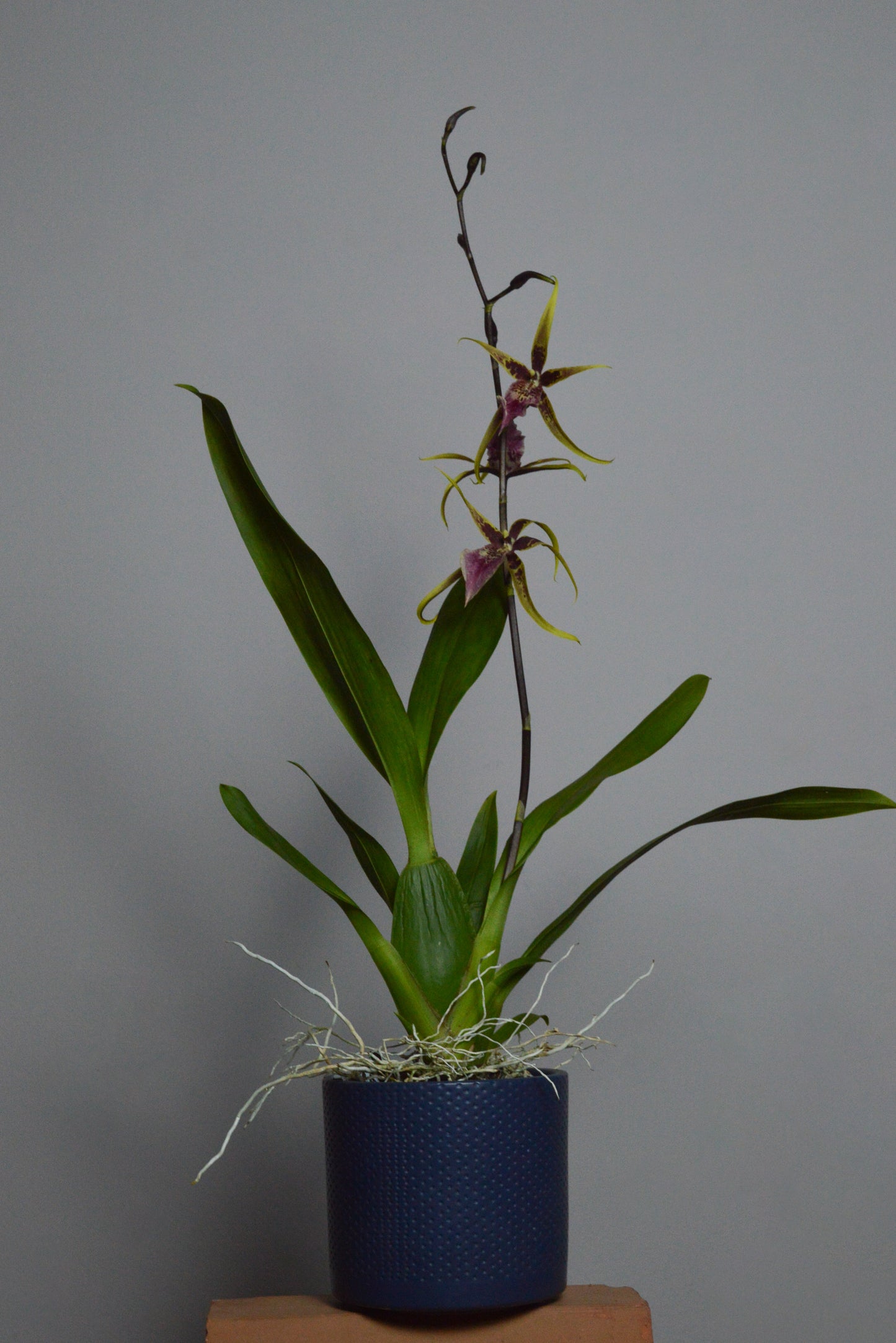 Full shot of the brassia orchid, with decorative pot, and yellow flowers