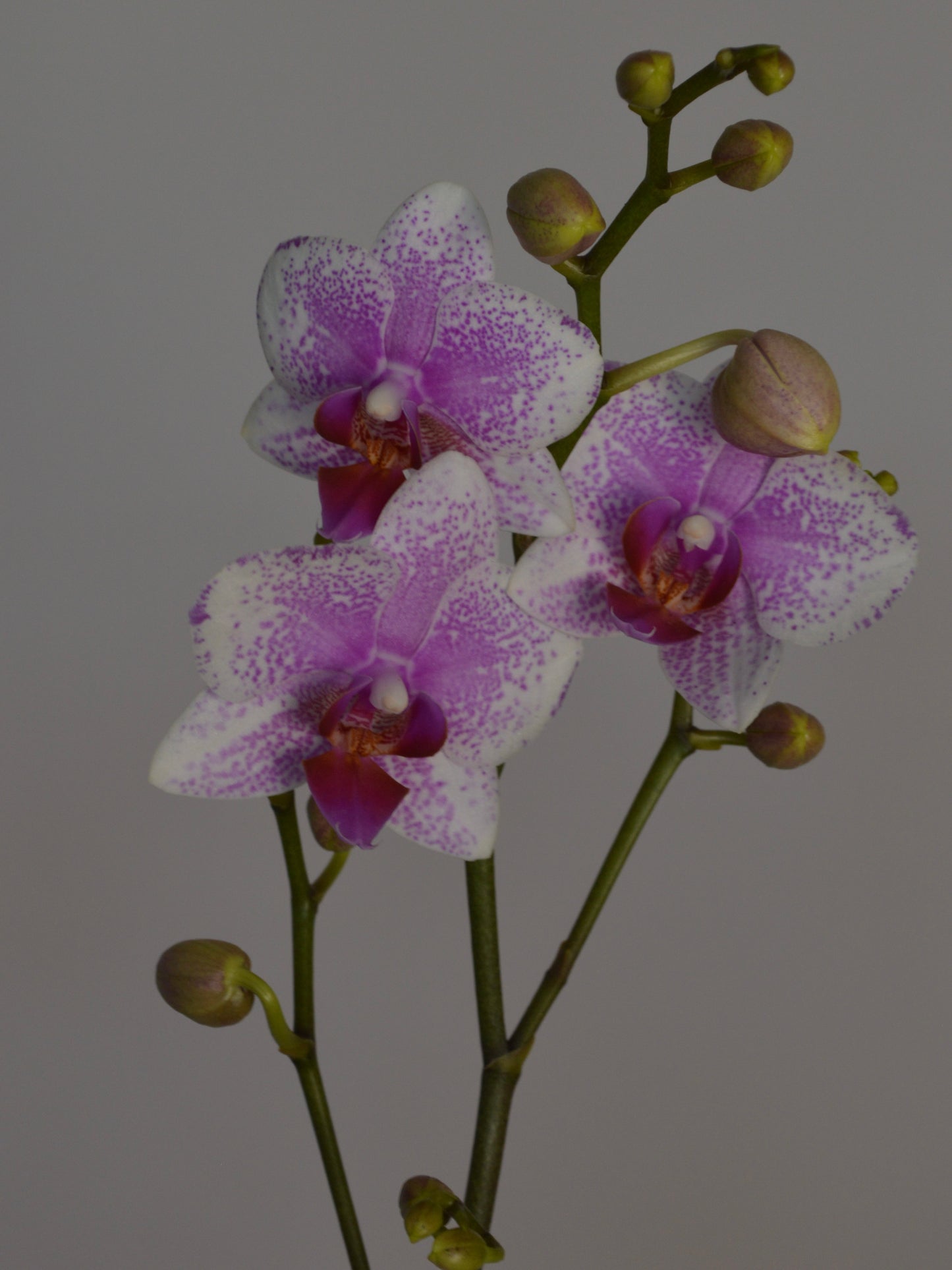 A close-up of a Phalaenopsis orchid stem with three open flowers and several buds, photographed against a plain grey background.