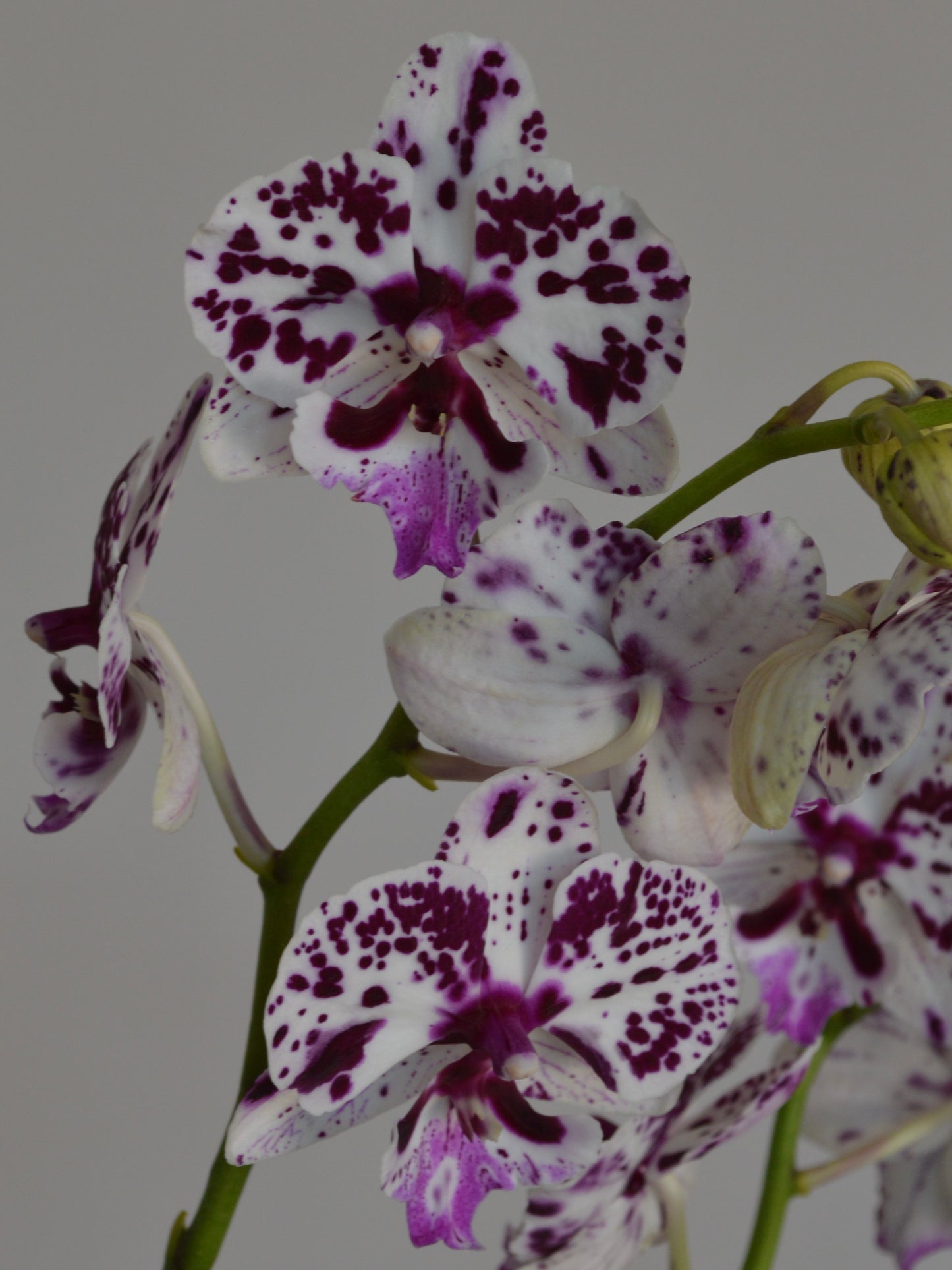 White and purple spotted Phalaenopsis orchid flowers on green stems against a plain grey background.