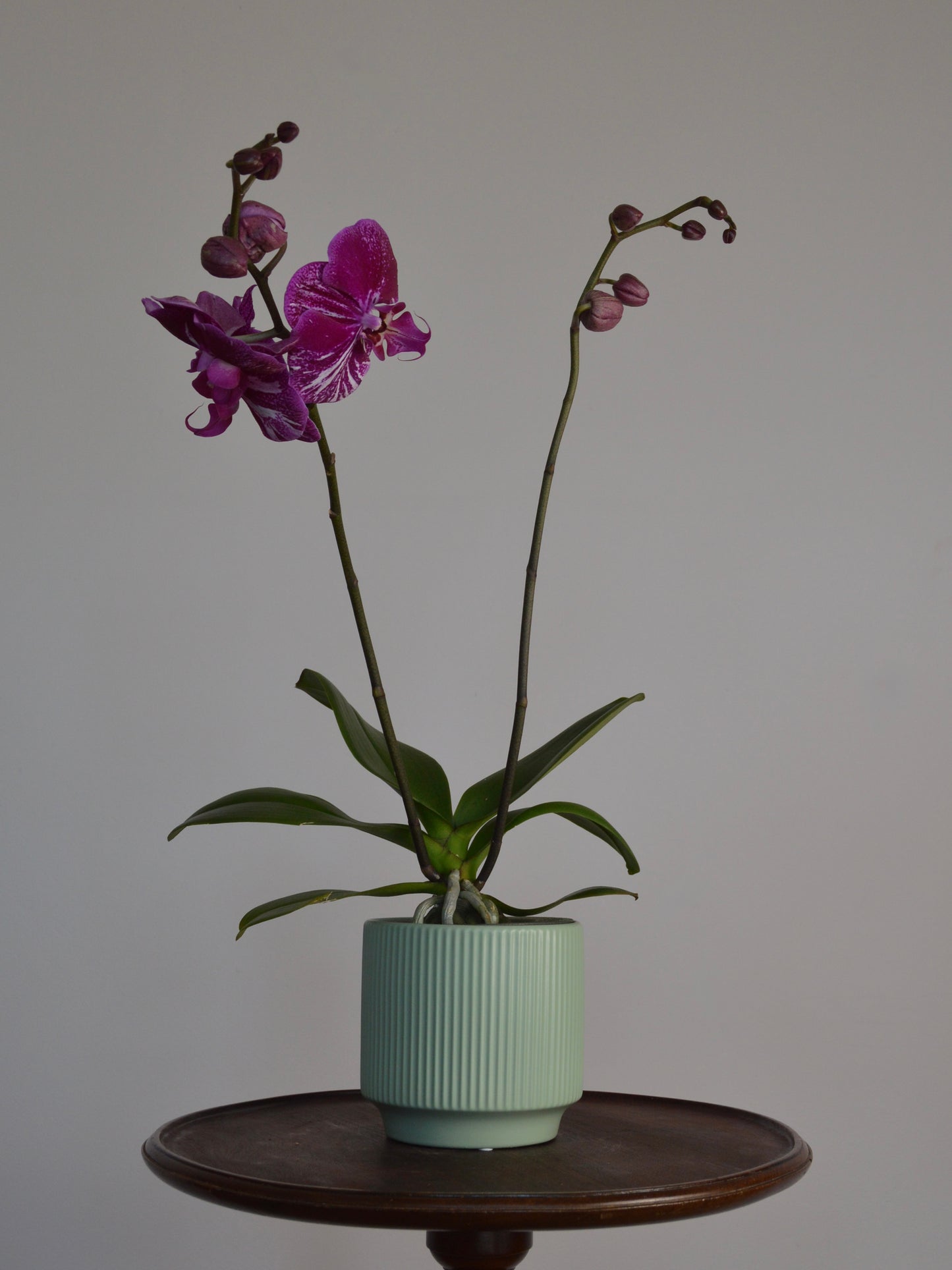 A potted purple Phalaenopsis orchid with green leaves and stems, in a ribbed pale green ceramic pot, displayed on a dark round wooden table against a plain light gray wall.