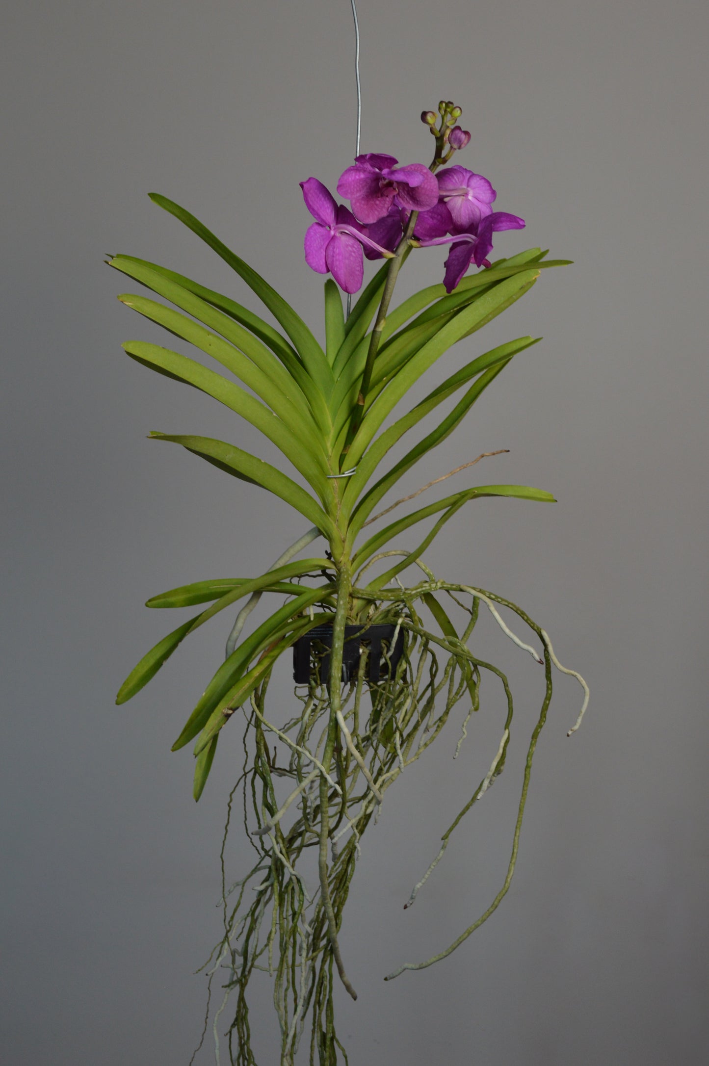 Pink Vanda Orchid hanging orchid with lucious pink flowers