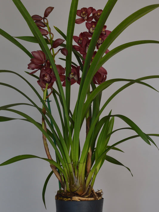 A potted Cymbidium orchid plant with long green leaves and clusters of dark burgundy-brown flowers, shown in a dark pot against a plain light gray background.