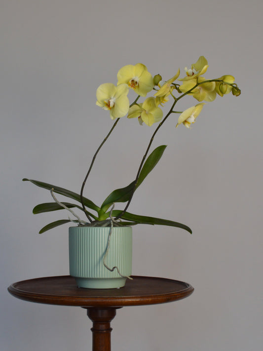 Yellow phalaenopsis orchid in a light green pot on a wooden stand