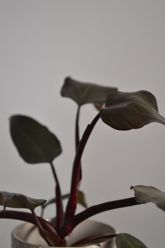Close-up of a New Red Philodendron plant with dark leaves against a plain background