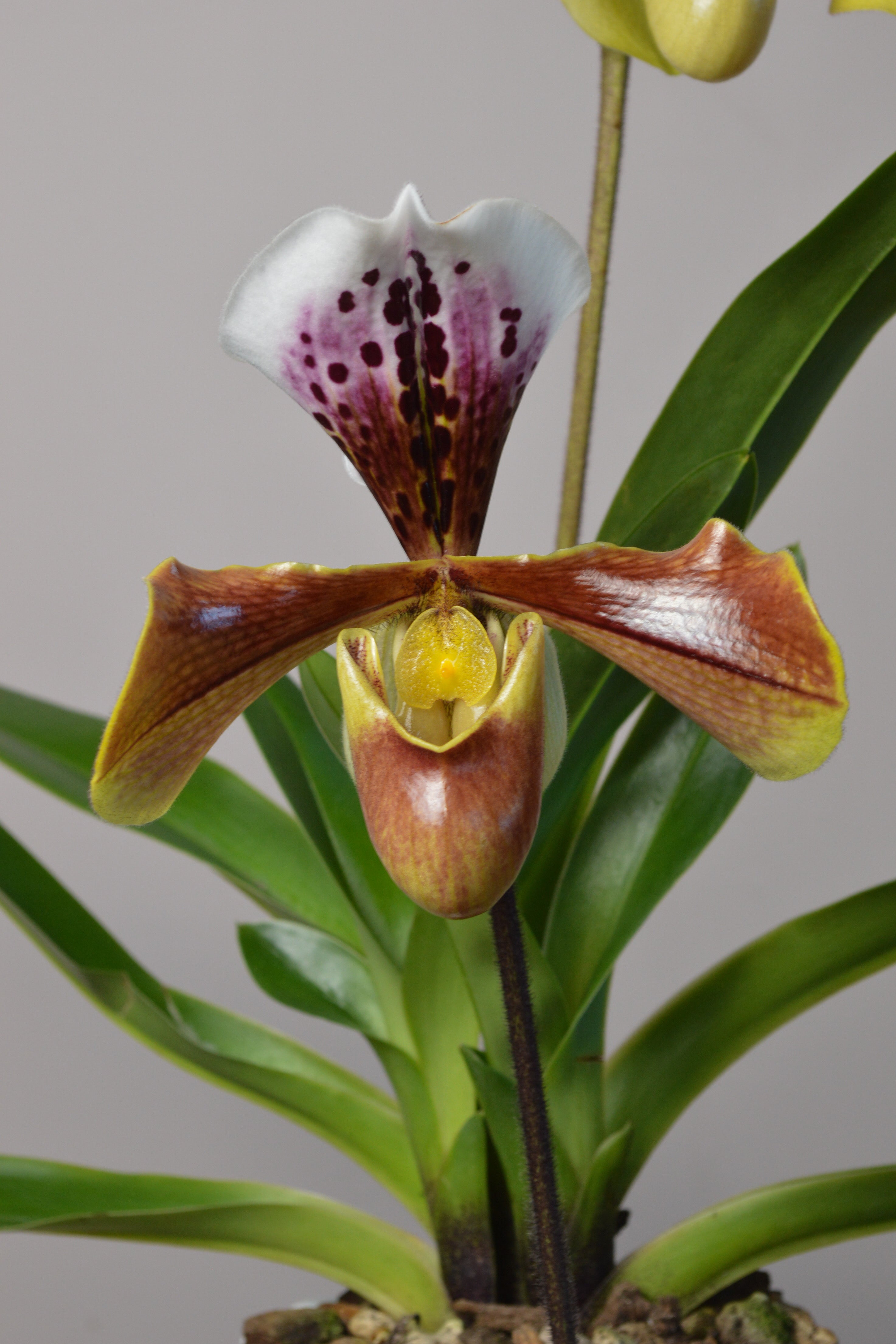 A Paphiopedilum orchid flower with green leaves against a plain background