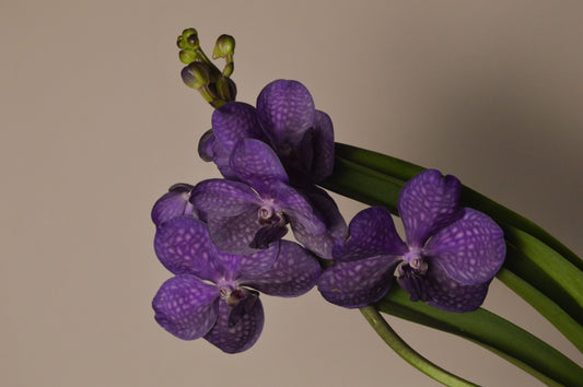 A dark purple Vanda orchid, agains a neutral background with green leaves.