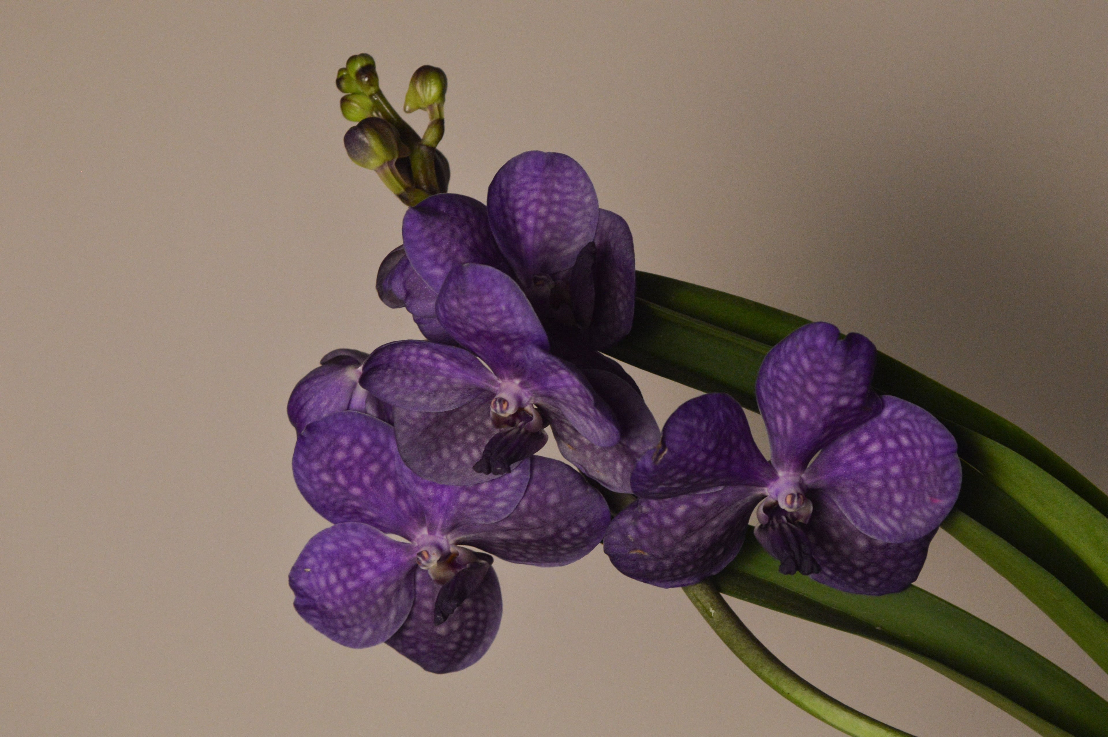 A dark purple Vanda orchid, agains a neutral background with green leaves.