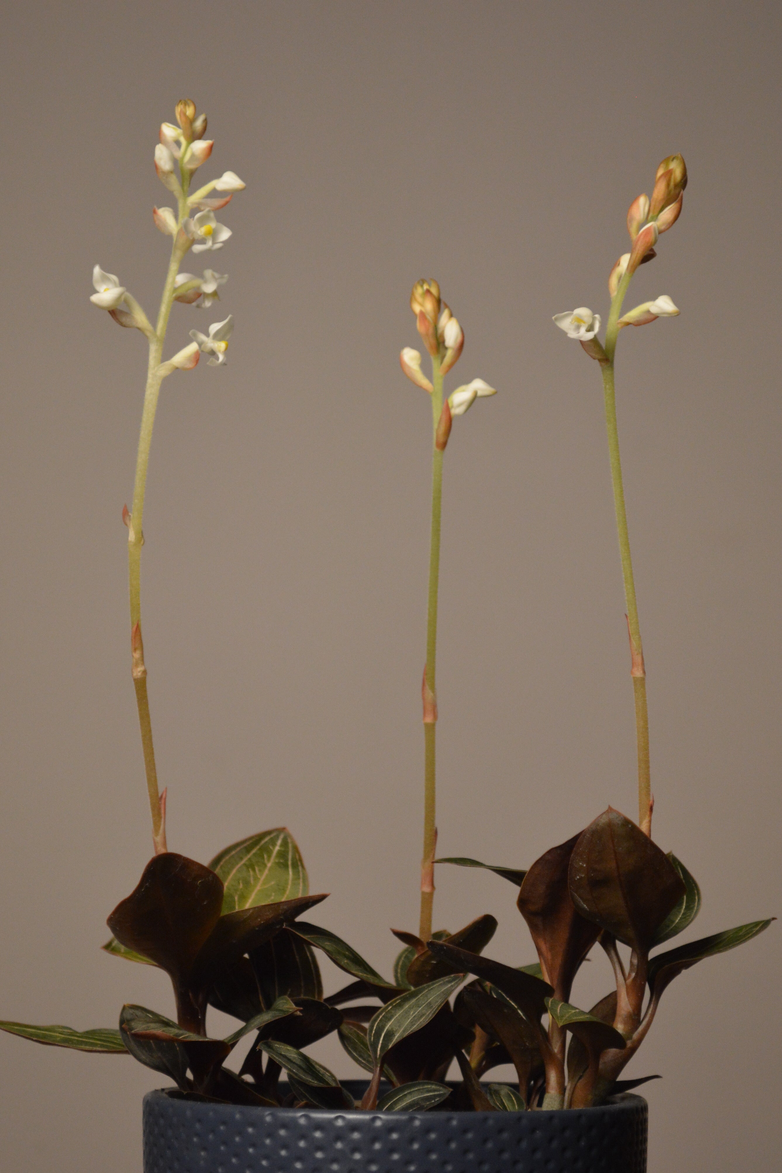 A Ludisia (Jewel) orchid with white flowers and green leaves in a blue ceramic pot against a blank background.