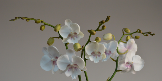 The Best Orchids for Beginners: Easy Varieties to Grow at Home