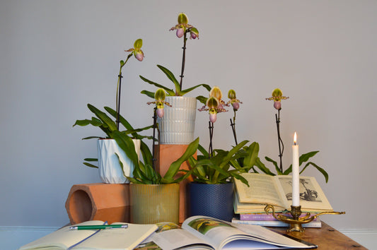 Group ofPaphiopedilums with books and candles