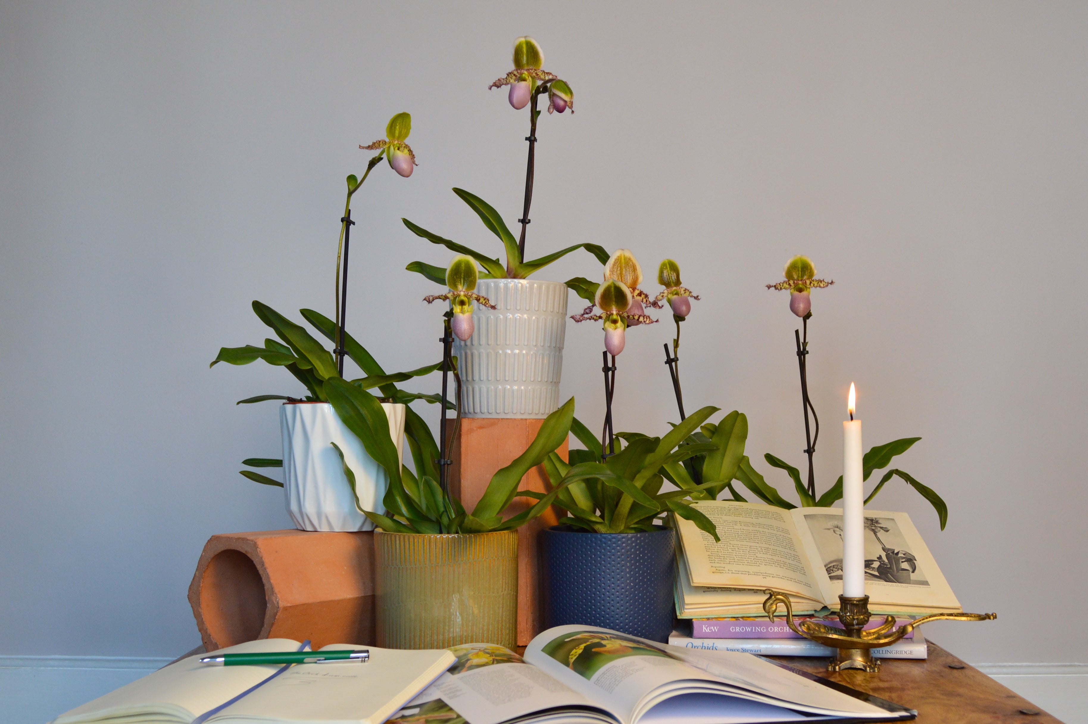 Group ofPaphiopedilums with books and candles