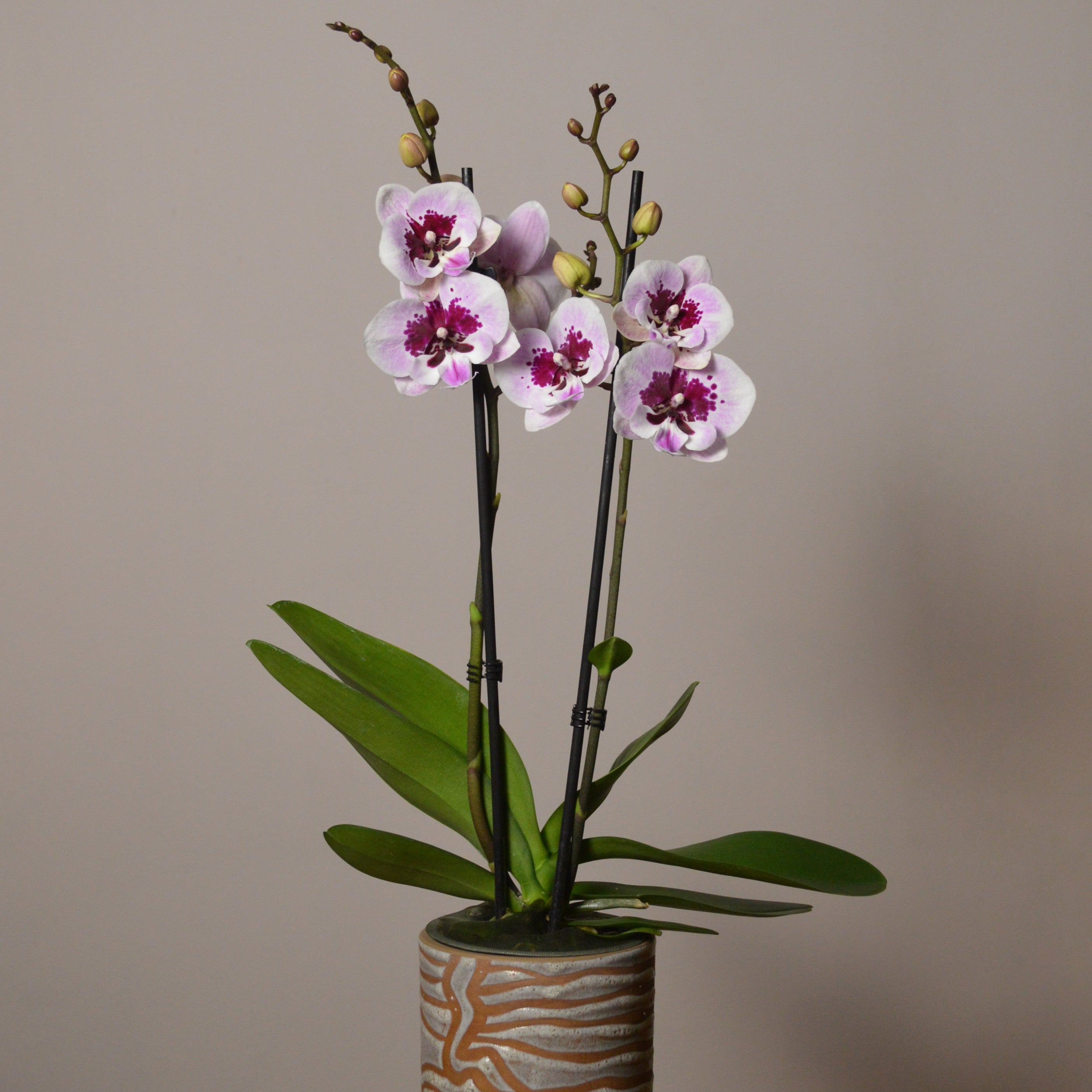 Phalaenopsis Orchid - Care Basics