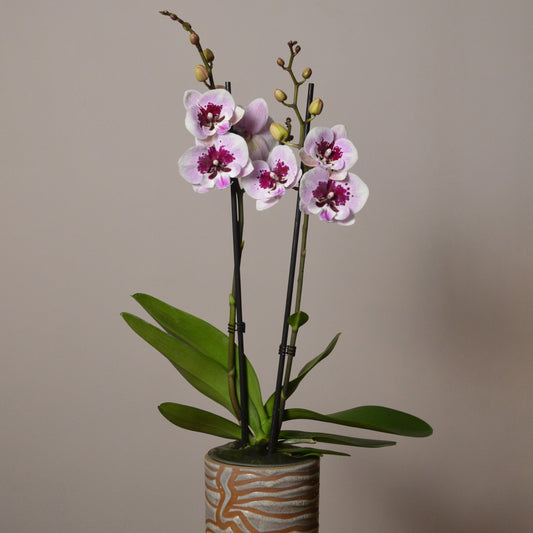Phalaenopsis Orchid Care Basics: Easy Moth Orchid Tips