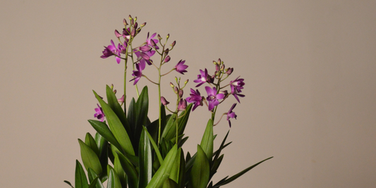 Pink and purple dendrobium berry oda orchid