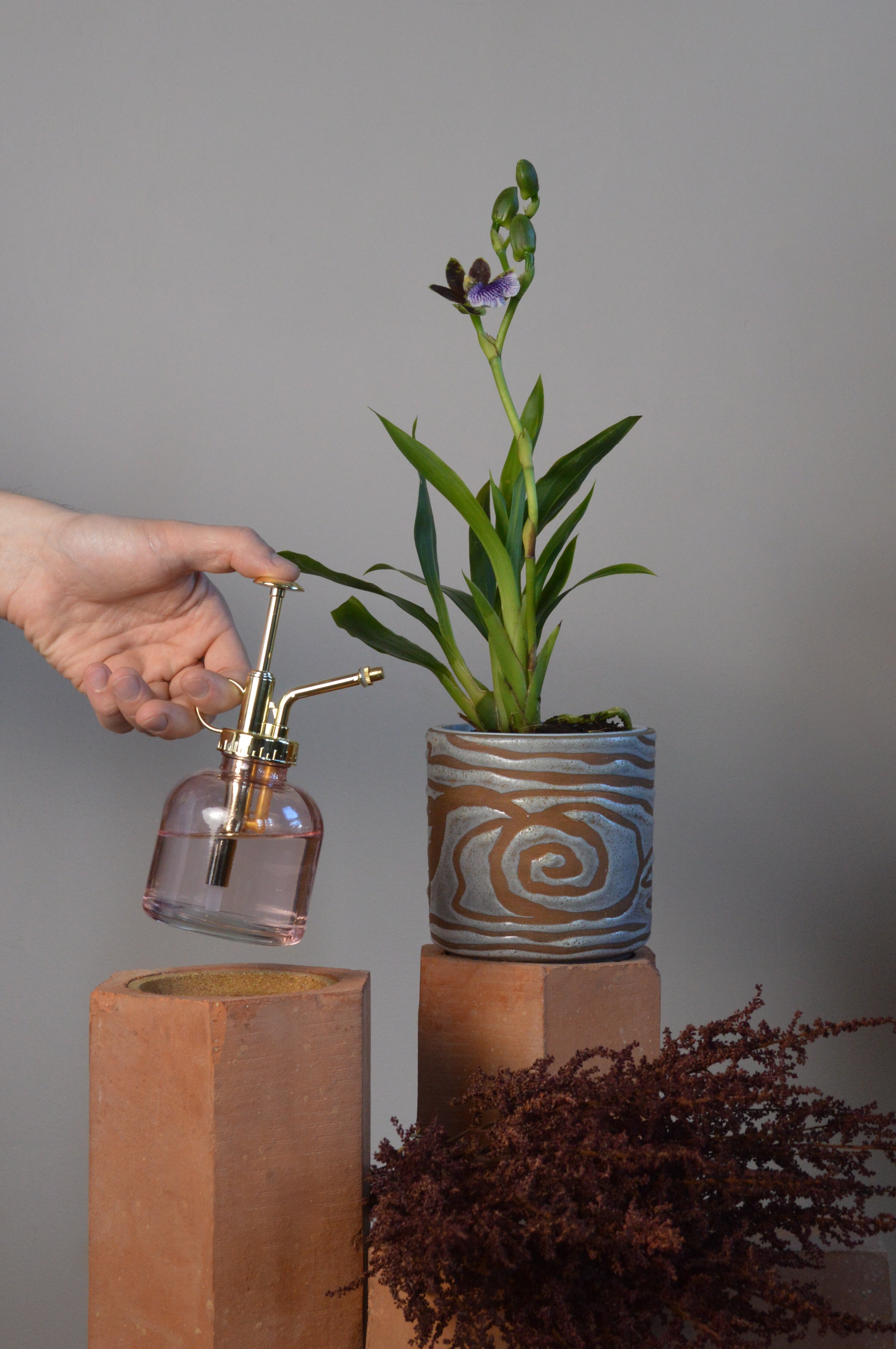 A Zygopetalum orchid with purple flowers in a ceramic pot being sprayed with water. Standing on top of terracotta blocks with neutral background.