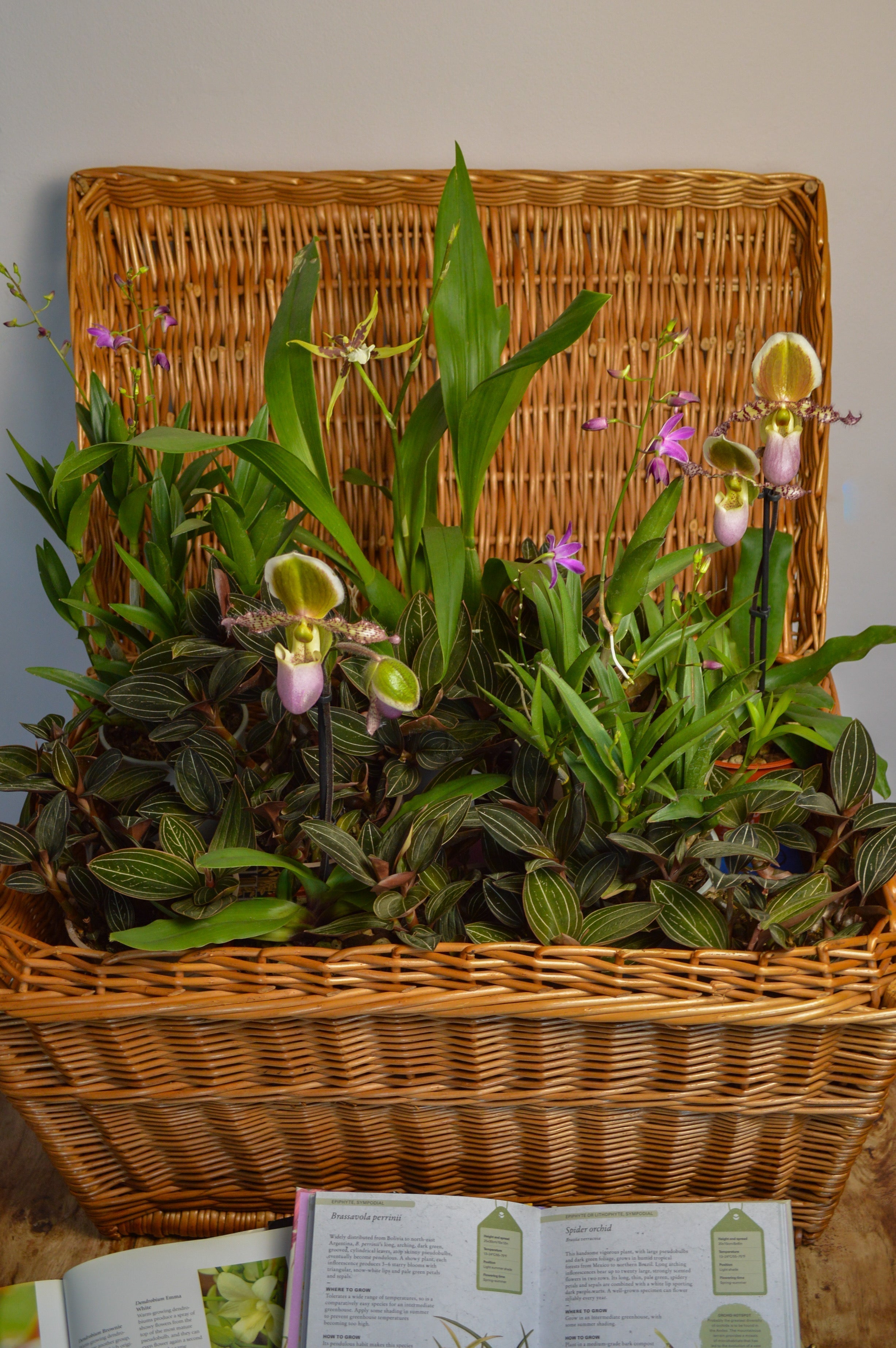 Collection of different orchids in a basket