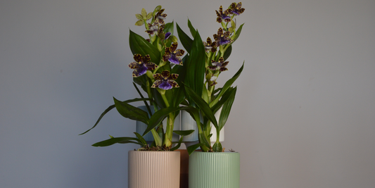 Purple and Green Zygopetalum Orchids in pots