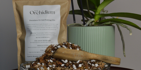 orchid and orchid bark for orchid care