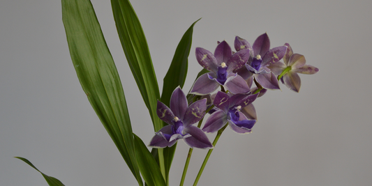 Purple Zygopetalum Orchid, fragrant orchid