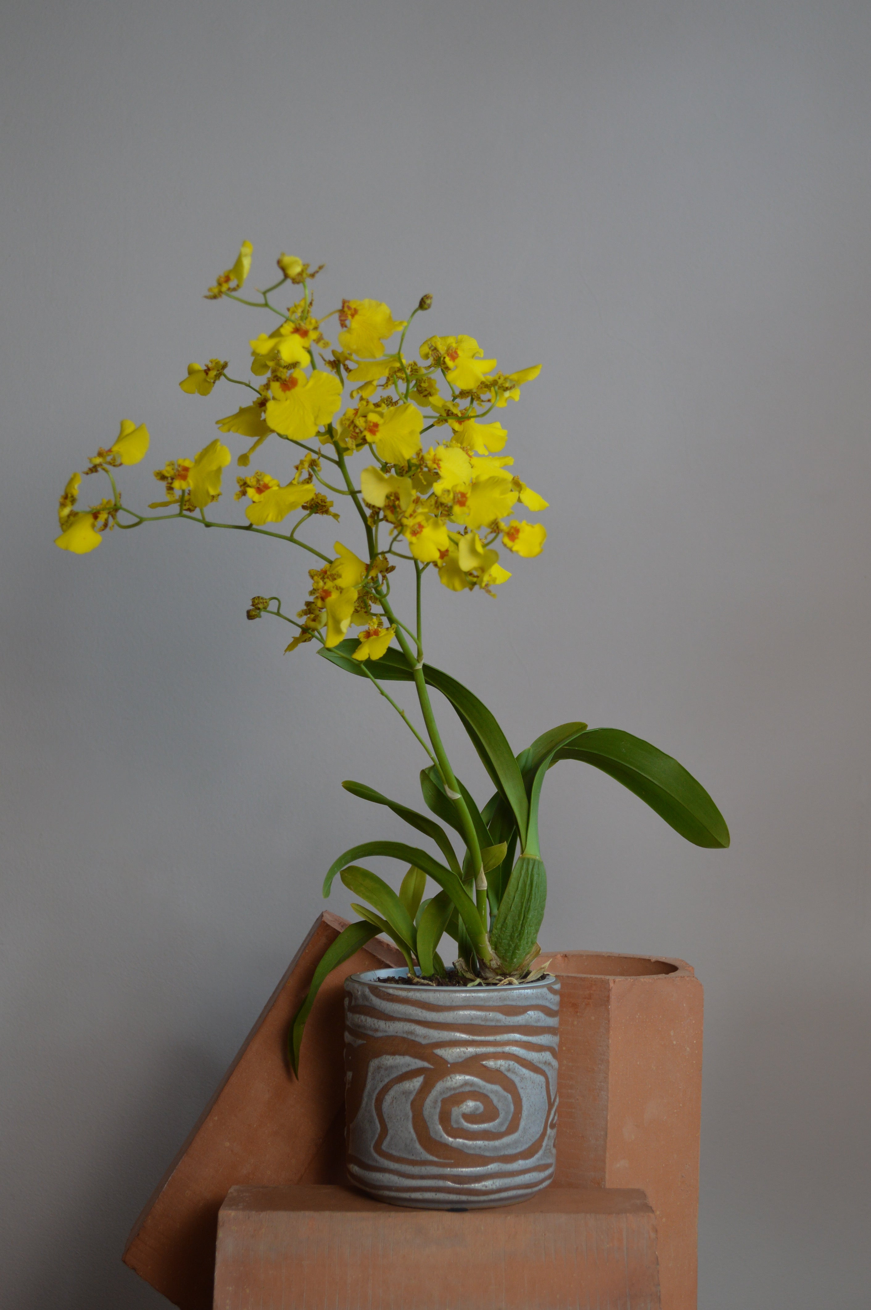 Yellow Oncidium orchid plant in a decorative ceramic pot, styled indoors on terracotta blocks with a neutral grey background.