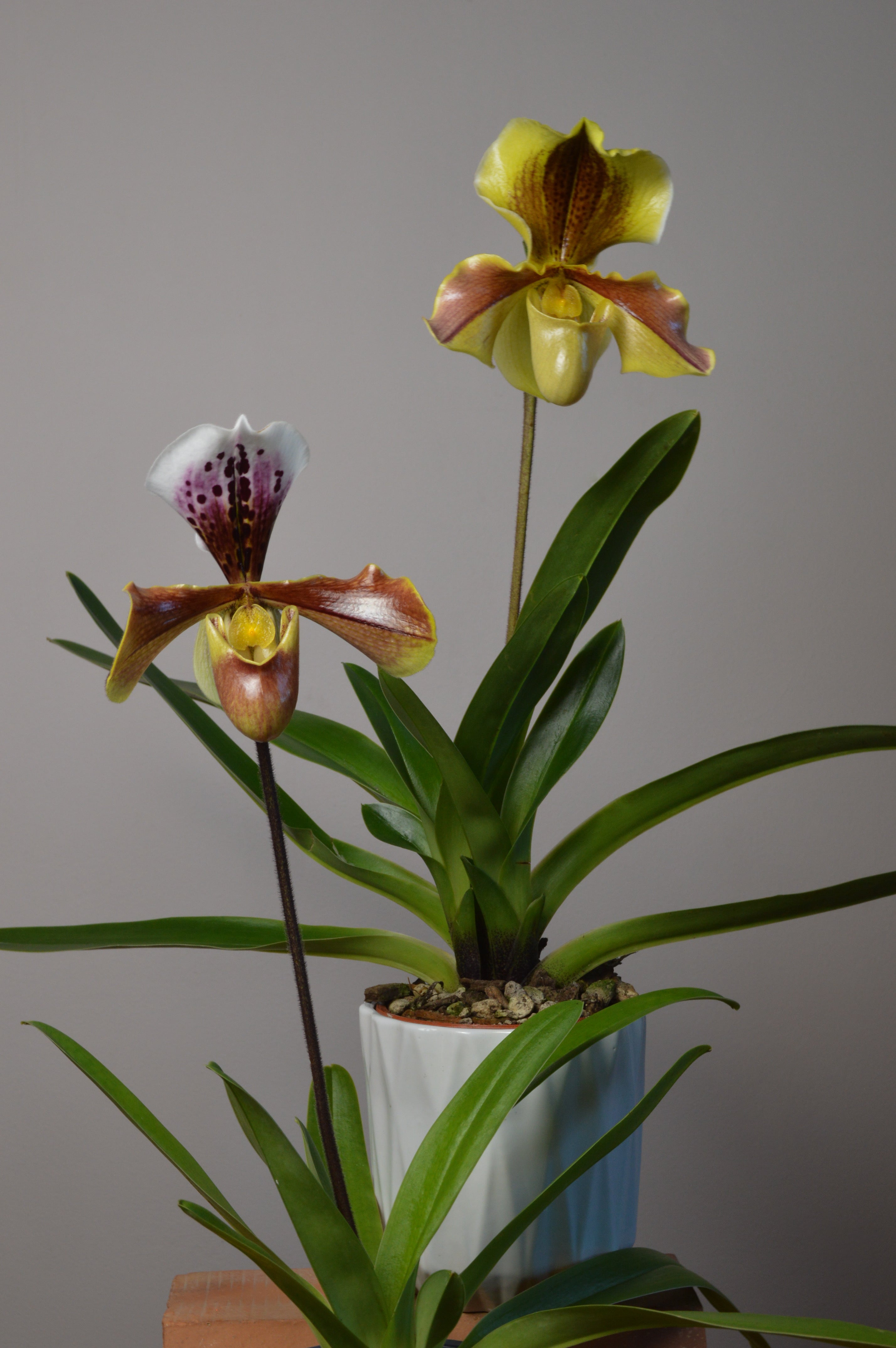 two Paphiopedilums Orchids, with striking yellow and purple flowers. known also as slipper orchids for their elegant and unique shape.