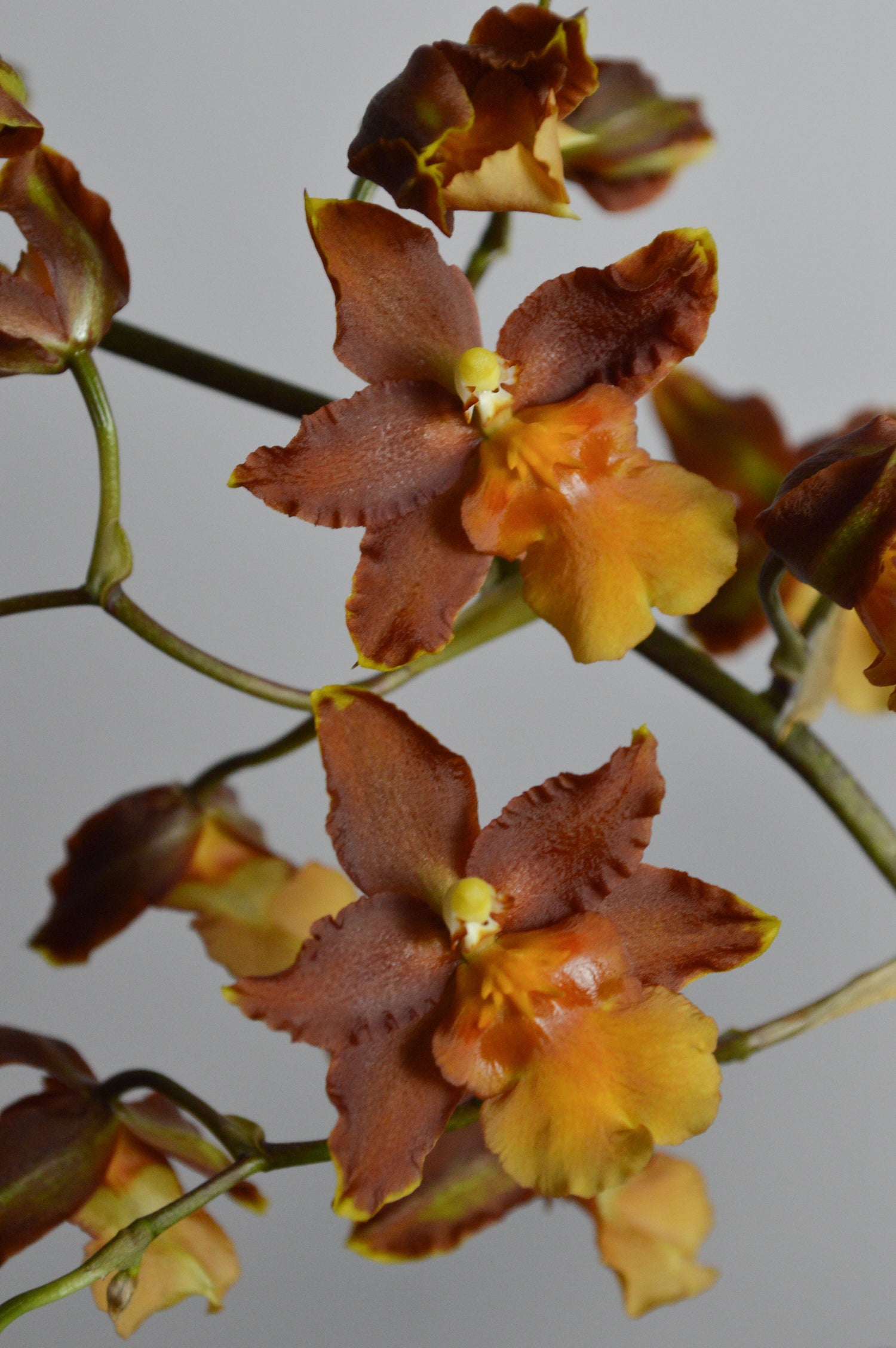 Orange cambria orchid, rare orchid