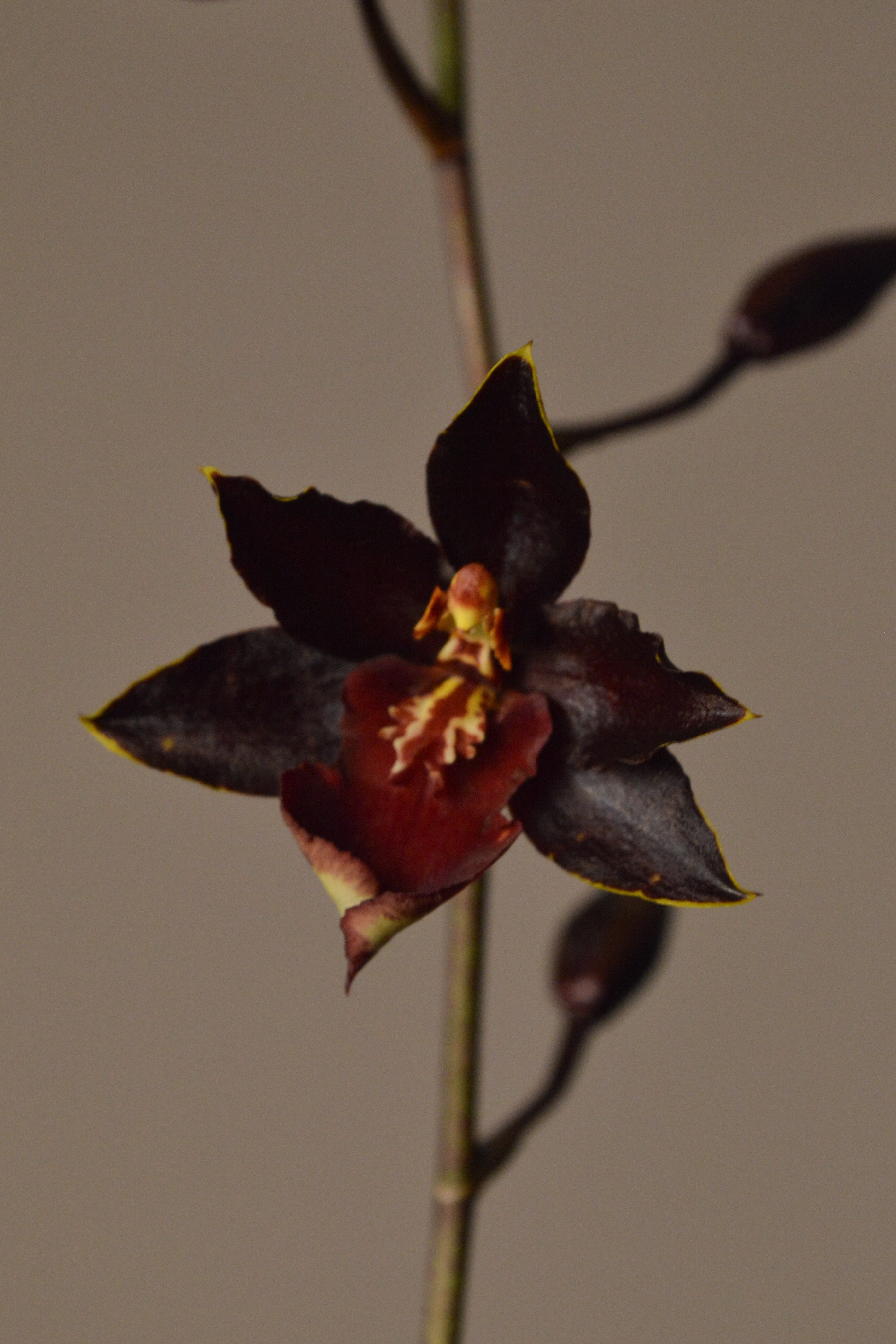 Rare & Exotic Orchid