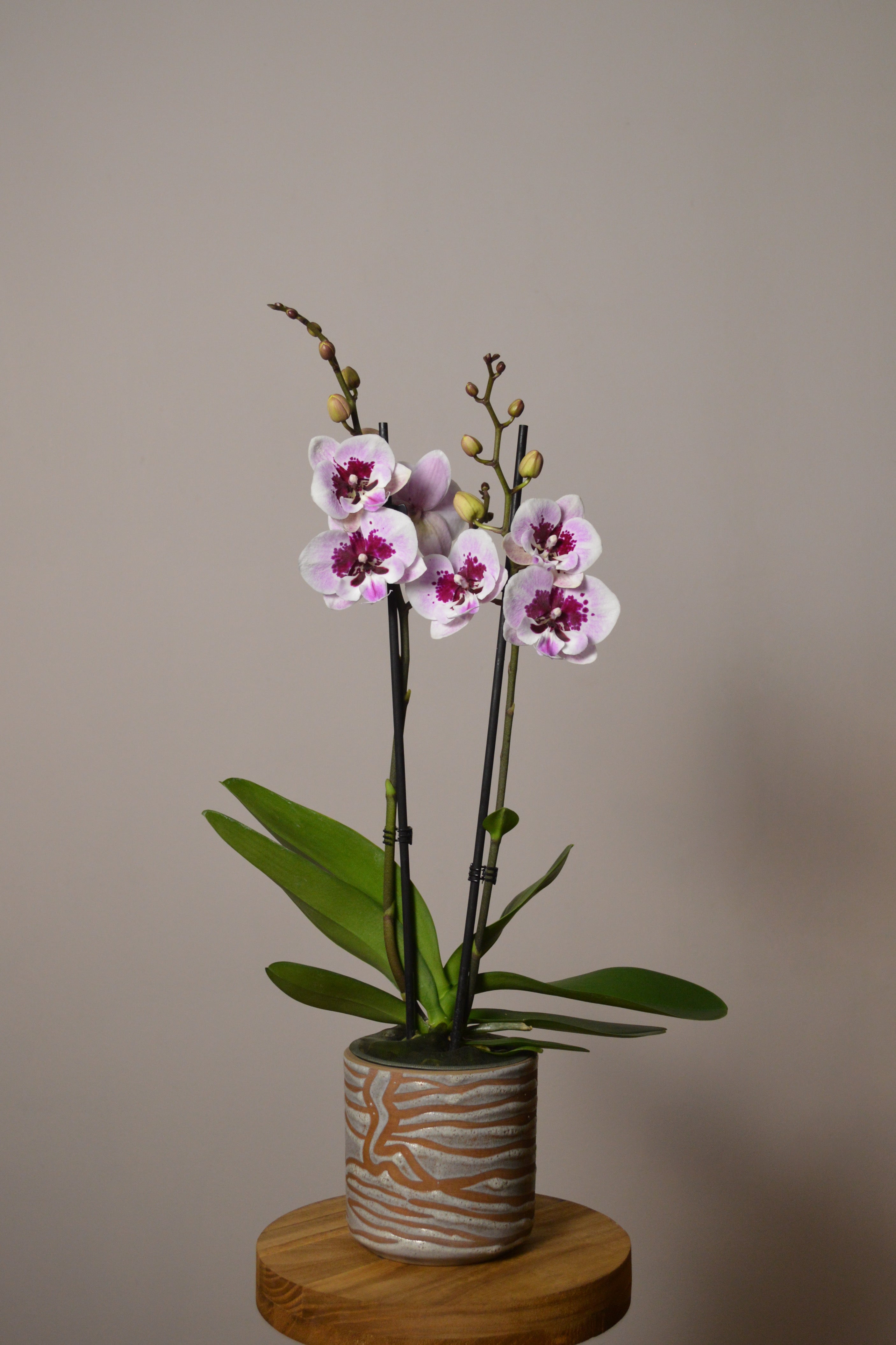 Stunning Purple and vibrant pink Phalaenopsis orchid