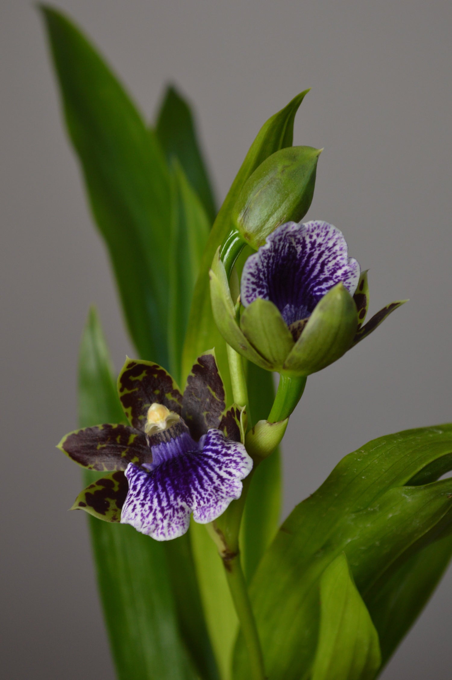Close-up photograph of a Zygopetalum orchid in bloom with green and violet flowers and bright emerald leaves.