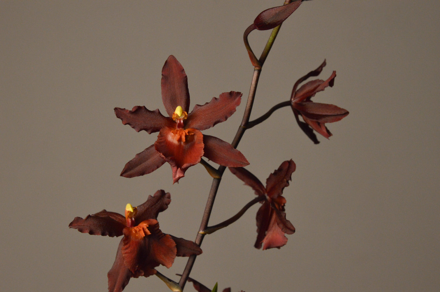 Striking red Orchid flower, rich in colour