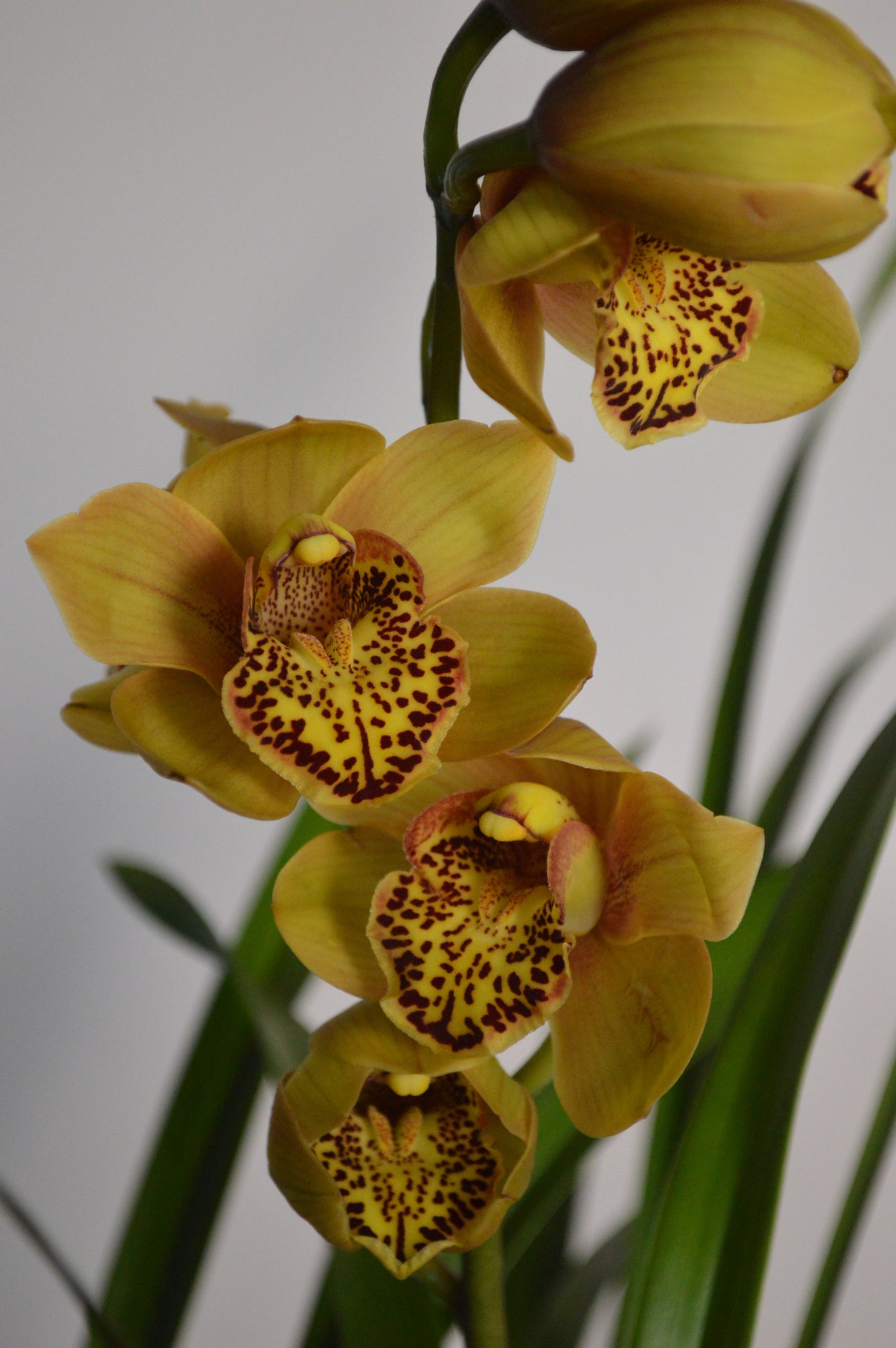 Vibrant and luxurious golden yellow Cymbidium
