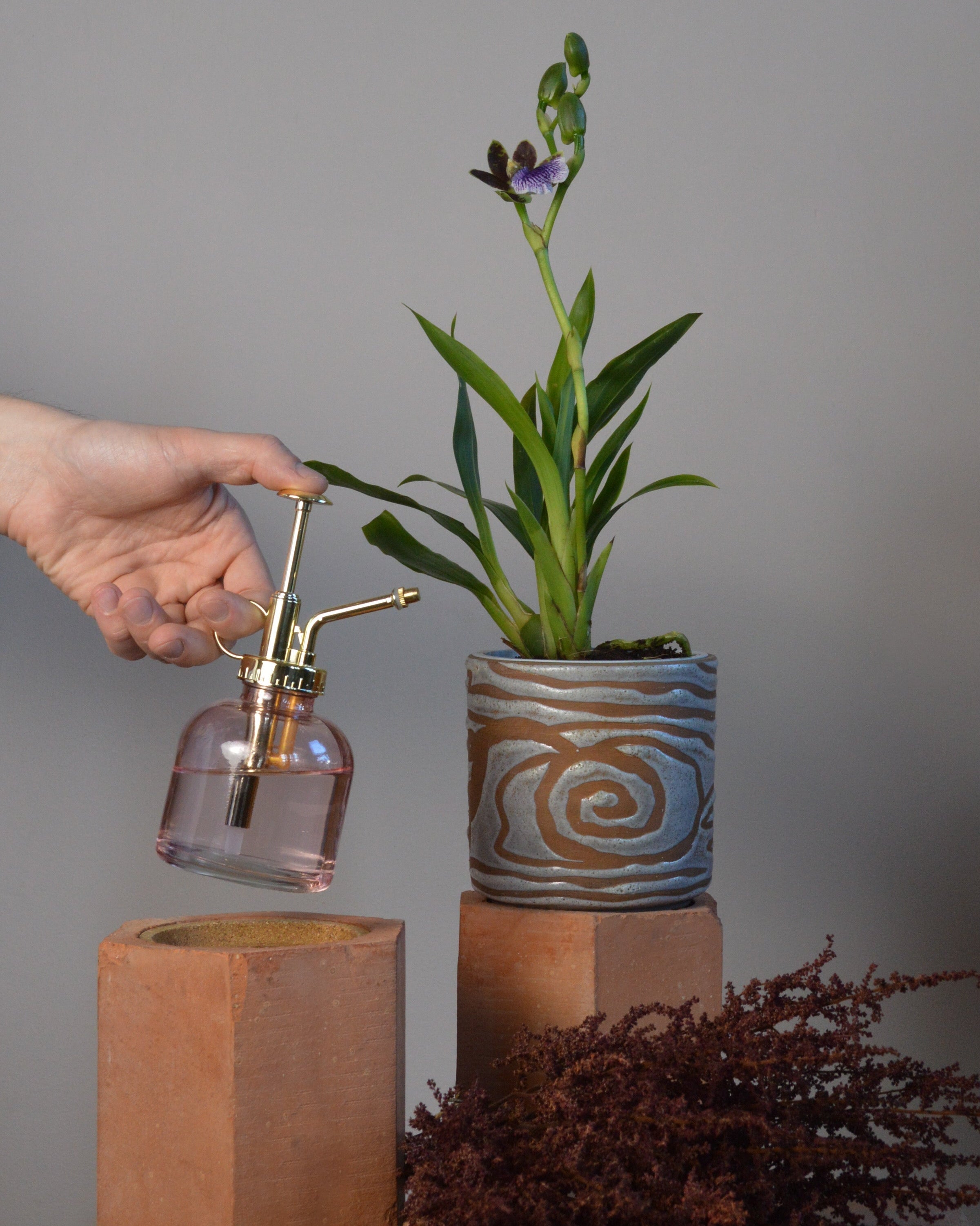 A Zygopetalum orchid being sprayed with a water mister. Sitting on top of a terracotta block and dried red flowers below.