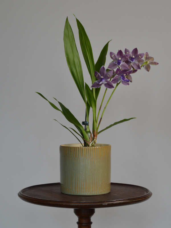 Purple Zygopetalum Orchid, scented orchid in pot