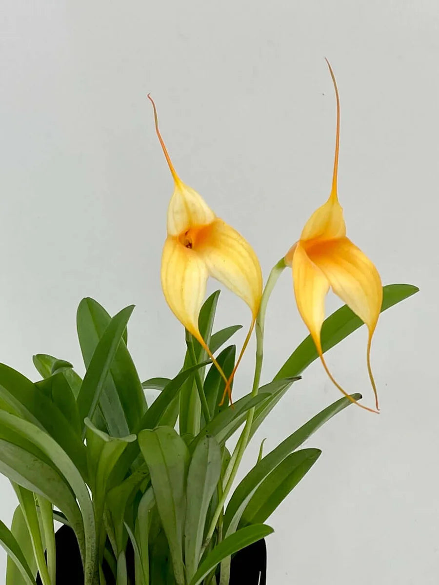 Yellow Masdevallia, Flag Orchid, 
