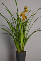 Astronaut Rajah, Golden Yellow Cymbidium