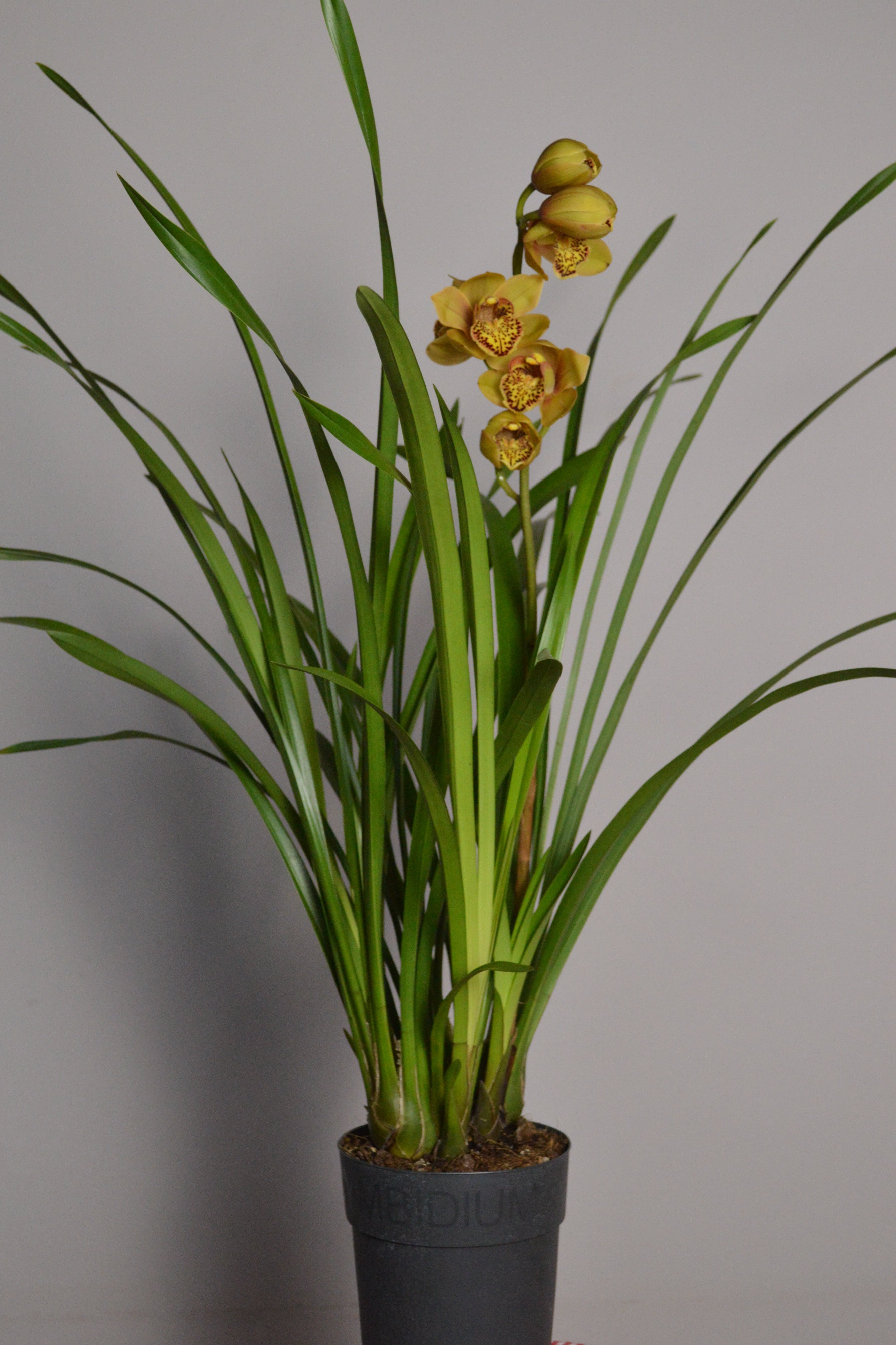 Astronaut Rajah, Golden Yellow Cymbidium