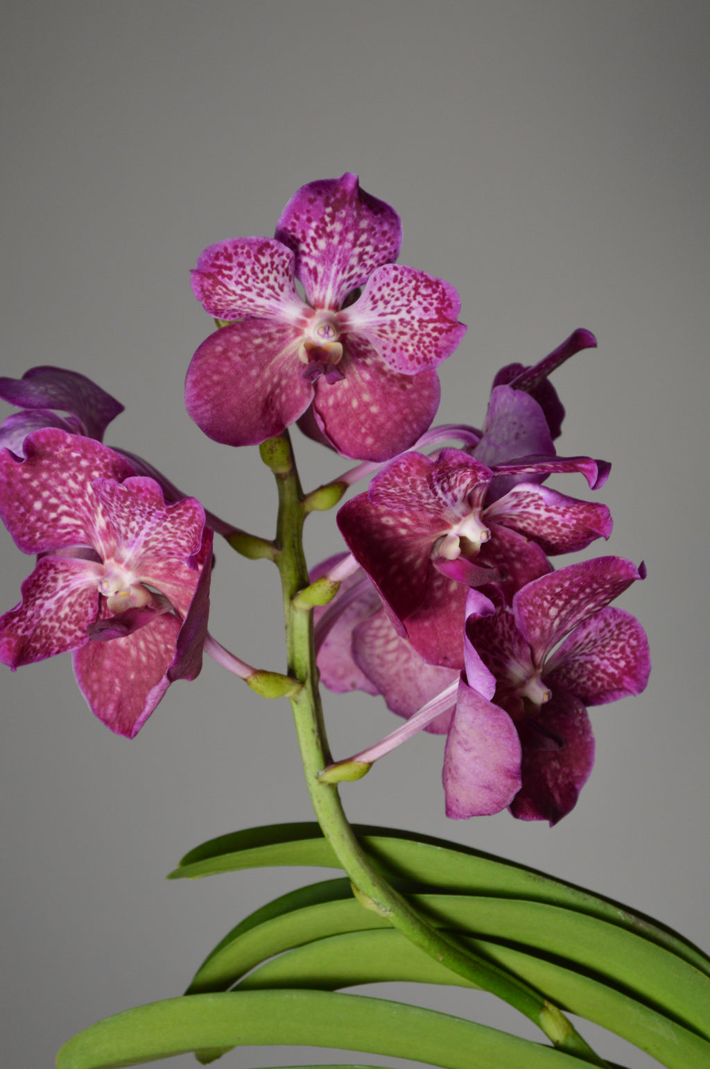 Close-up of a pink Vanda orchid with green leaves 