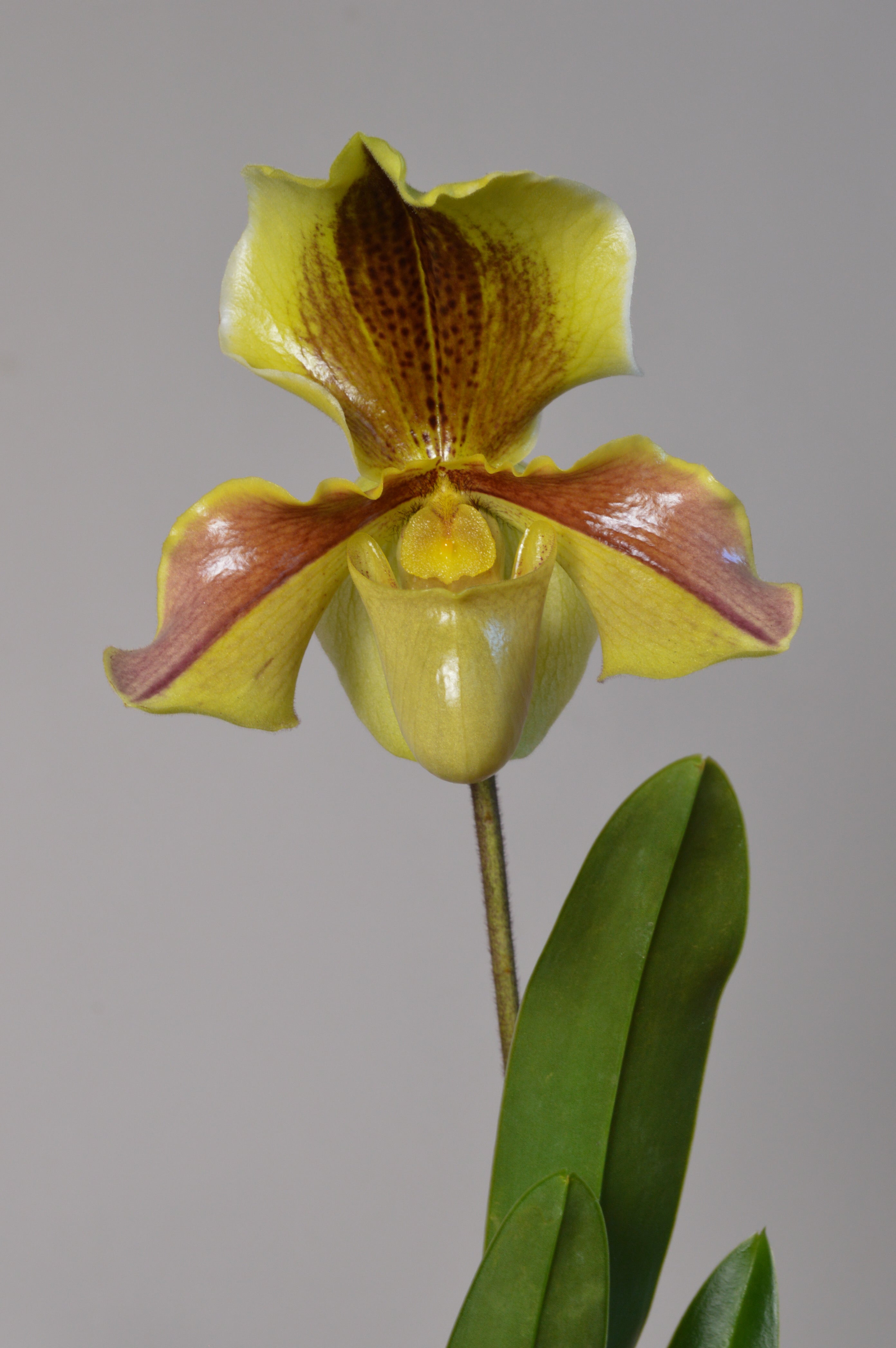 Yellow Paphiopedilum orchid with brown accents on a grey background.