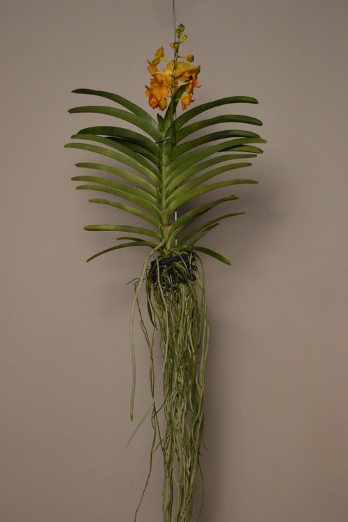 Hanging Vanda orchid plant with yellow flowers and exposed roots against a plain background