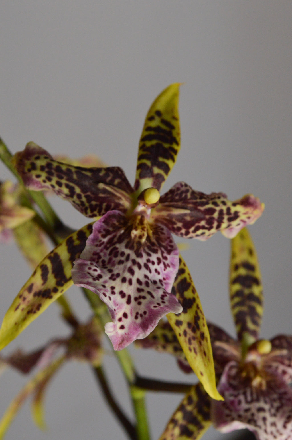 Close-up of a spotted Brassia orchid with yellow, brown and purple flowers 