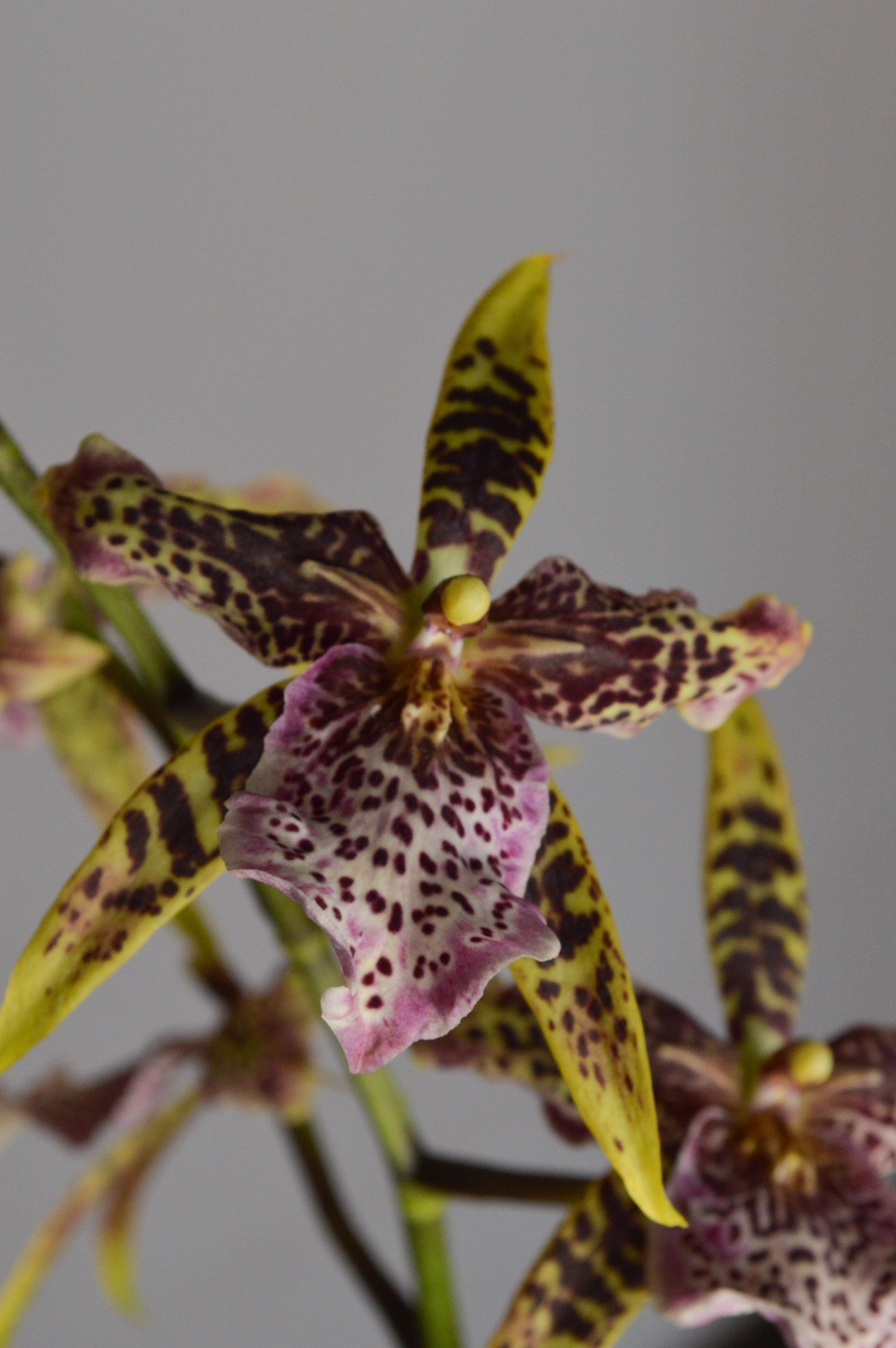 Close-up of a spotted Brassia orchid with yellow, brown and purple flowers 