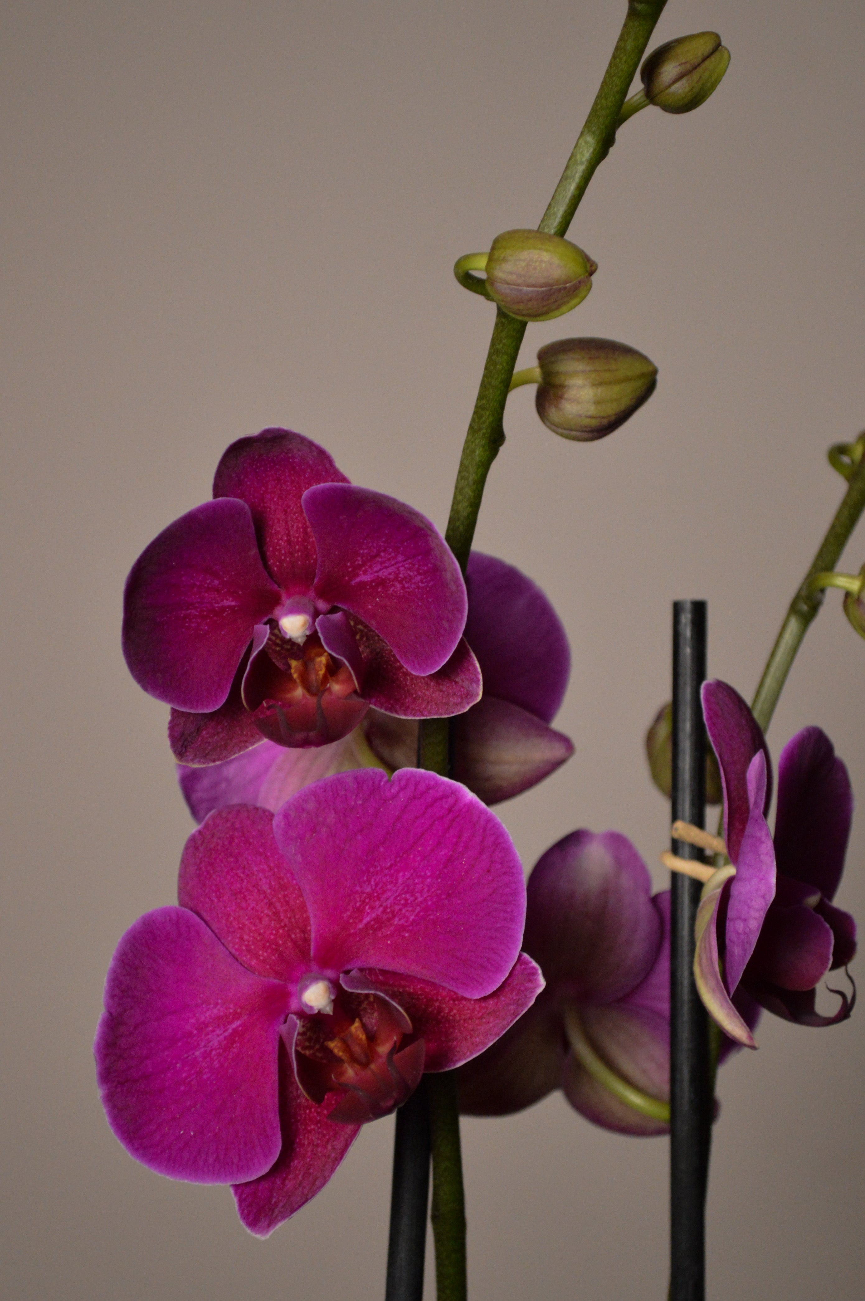 Midnight Rambler, Phalaenopsis Orchid