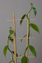 close up shot of a Vanilla vine trailing on a trellis. Vibrant green leaves with a beautiful shine.