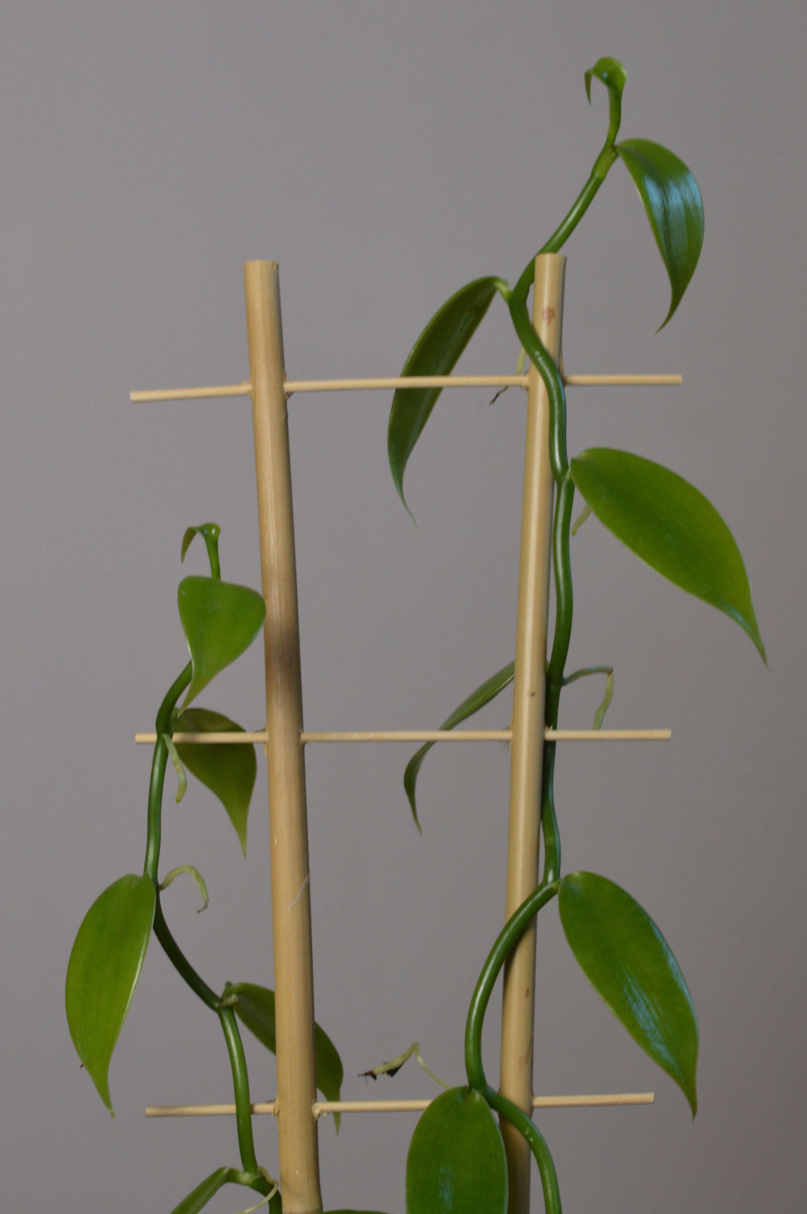 close up shot of a Vanilla vine trailing on a trellis. Vibrant green leaves with a beautiful shine.