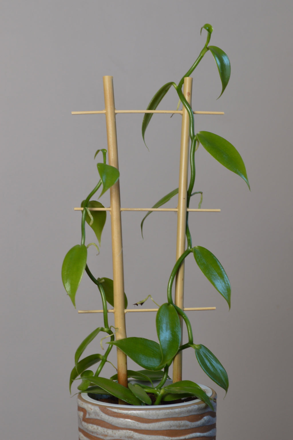 Mid-shot of a vanilla orchid, showing its emerald leaves.