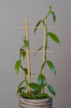 Mid-shot of a vanilla orchid, showing its emerald leaves.