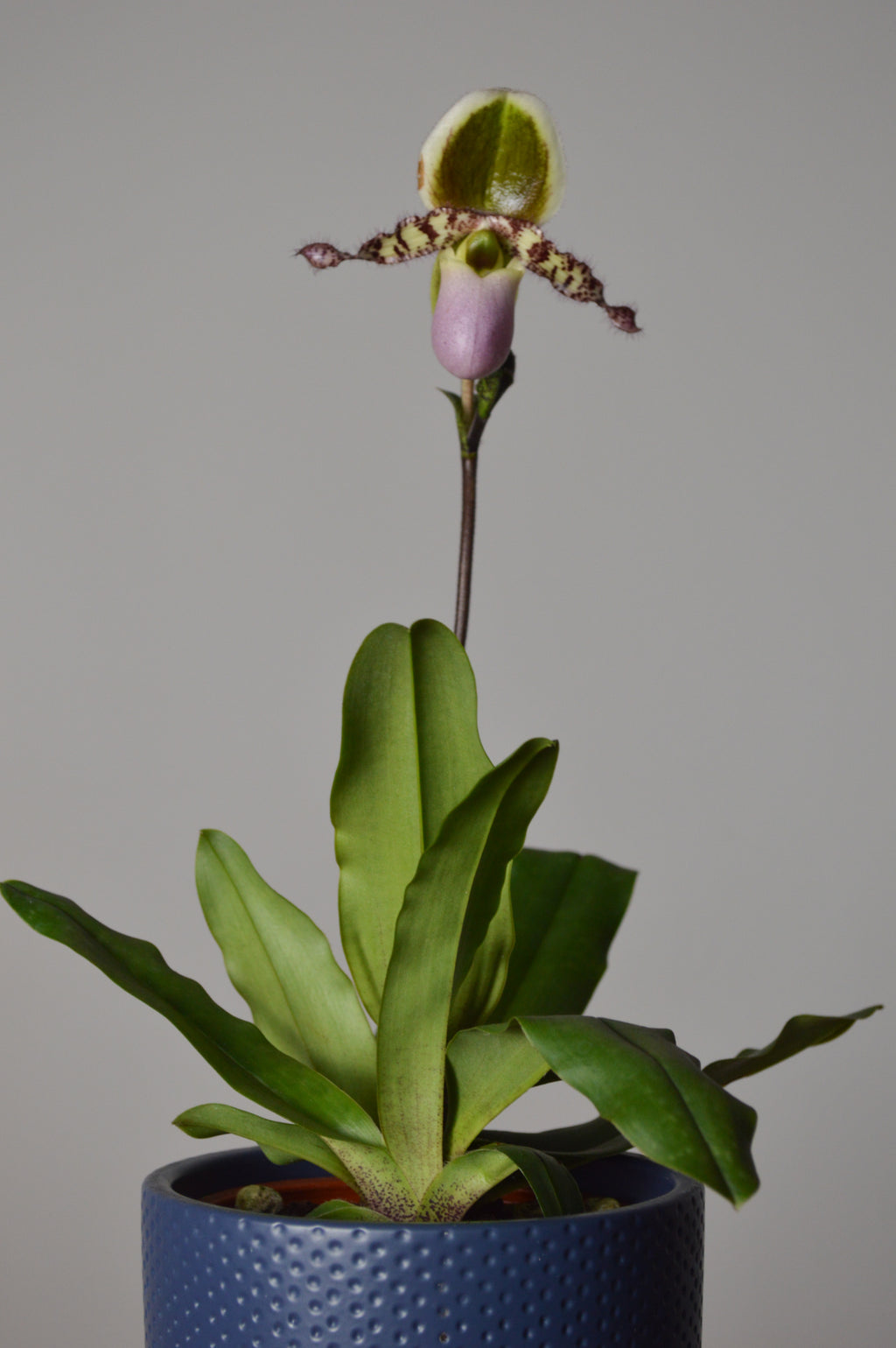 Potted Paphiopedilum orchid with pink, purple and green flower